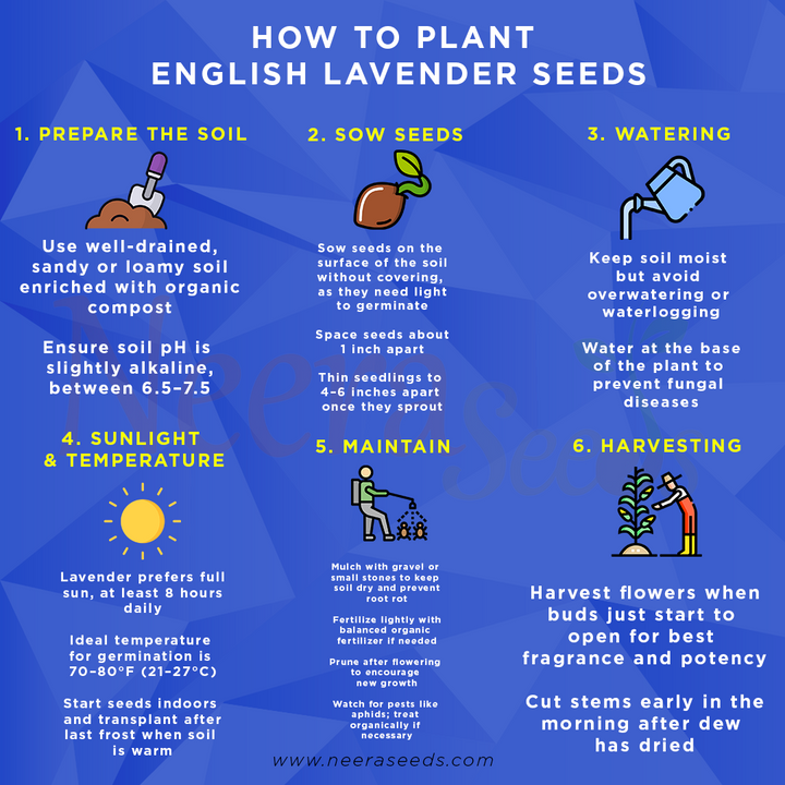 English Lavender Seeds for Planting – Heirloom Non-GMO Organic Garden Seeds with High Germination