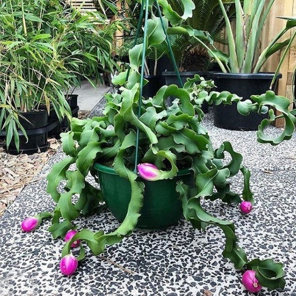 Guatemalan Monstrose Plant Seeds for Planting – Exotic Ornamental Cactus Variety
