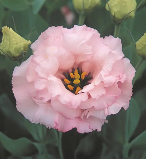 Baby Pink Eustoma (Lisianthus) Flower Seeds – Heirloom, Non-GMO, High Germination Organic Garden Seeds for Planting Elegant Blooms