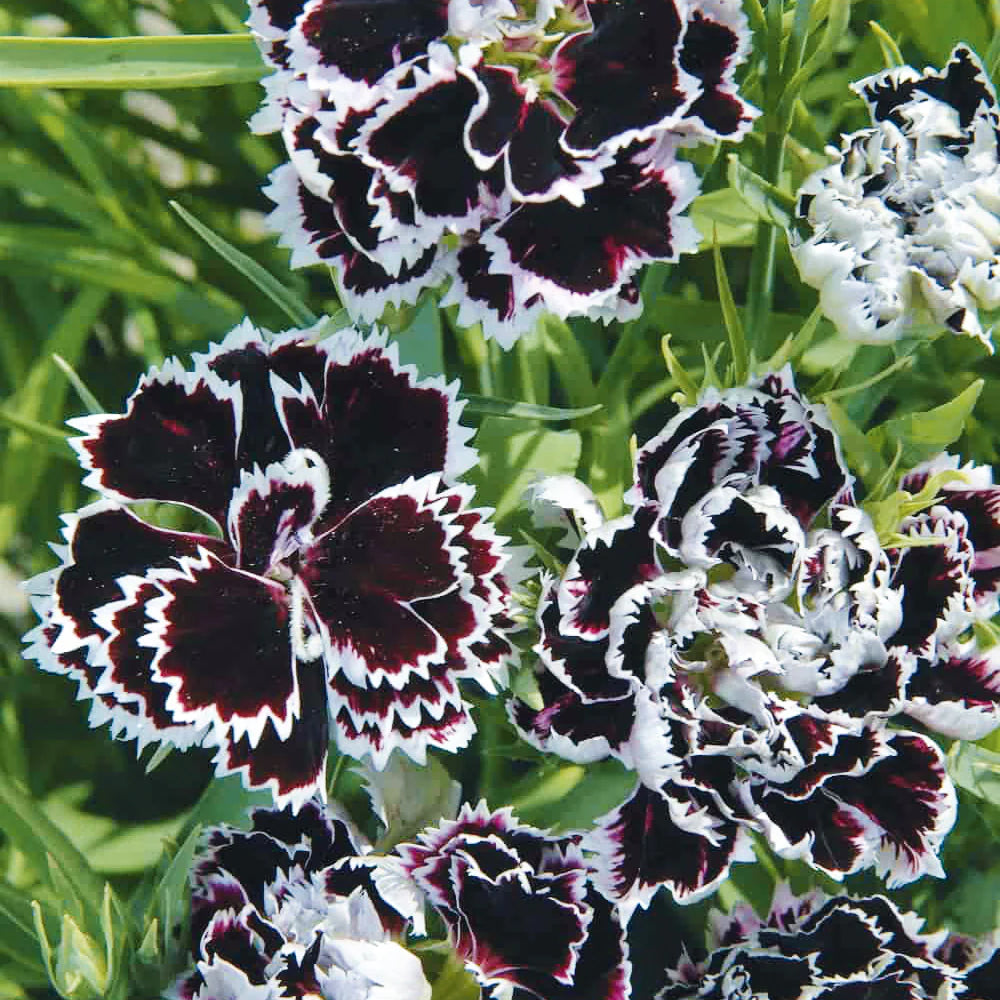 Black White Carnation Flower Seeds for Planting – Heirloom, Non-GMO, High Germination Organic Garden Seeds