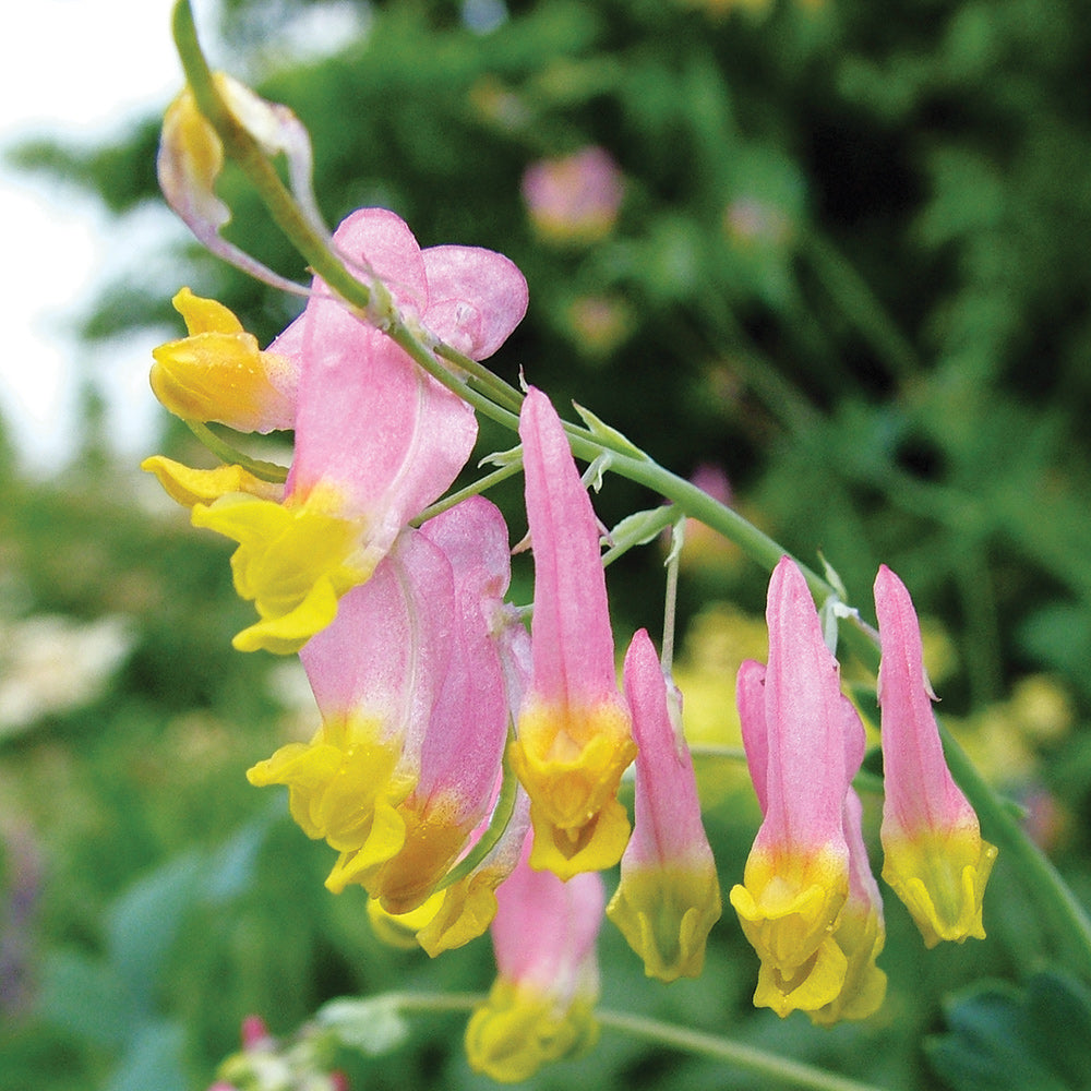 woodland wild flower seeds Heirloom Non-GMO Pink Rock Harlequin Flower Seeds for Woodland Wildflower Garden Plantin