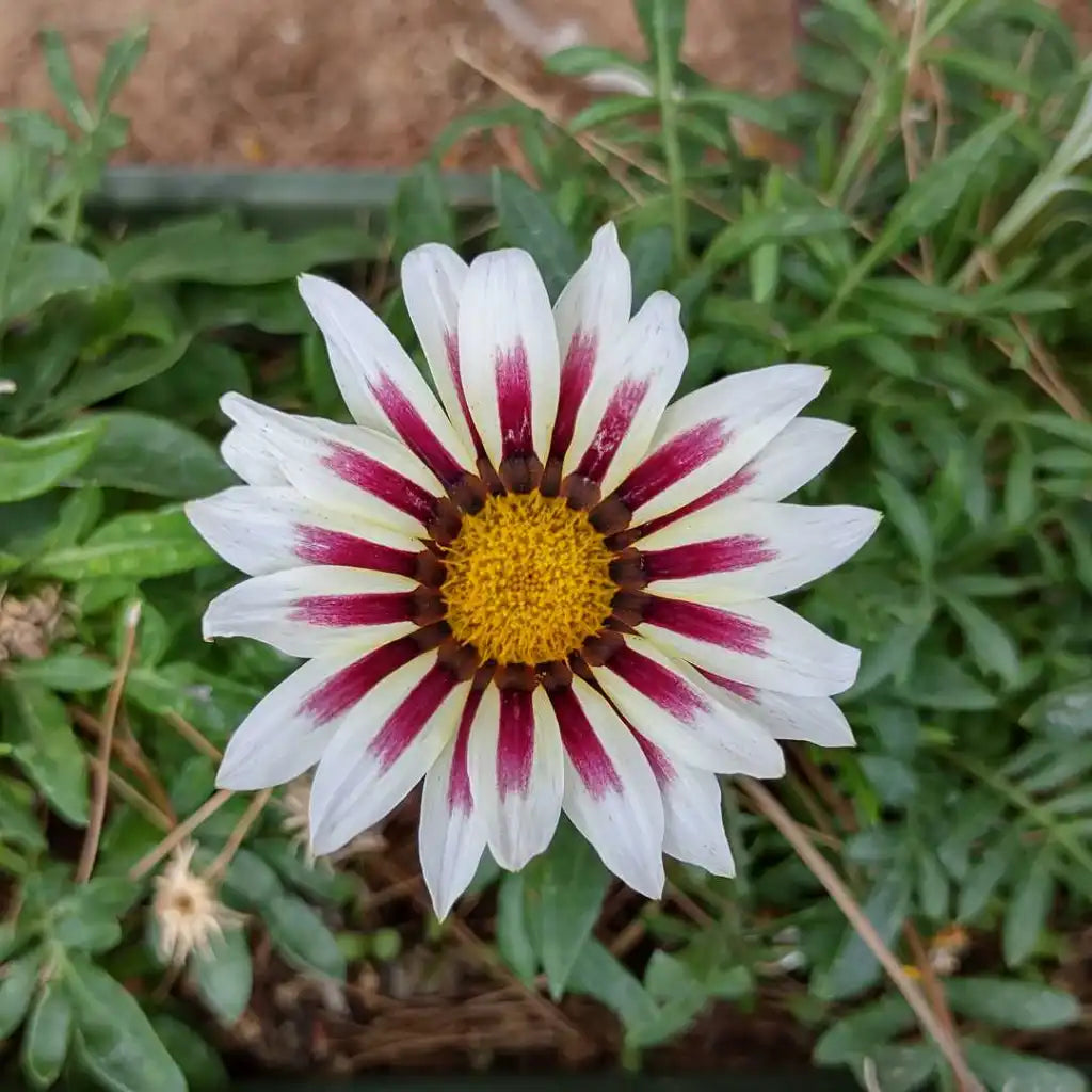 White Purple Gazania Seeds for Planting – Heirloom, Non-GMO, High Germination Organic Garden Seeds for Drought-Tolerant Blooms