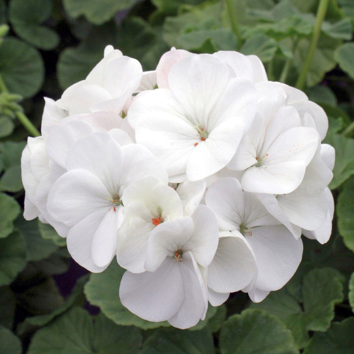 White Pelargonium Flower Seeds – Heirloom & Non-GMO Seeds for Garden Planting