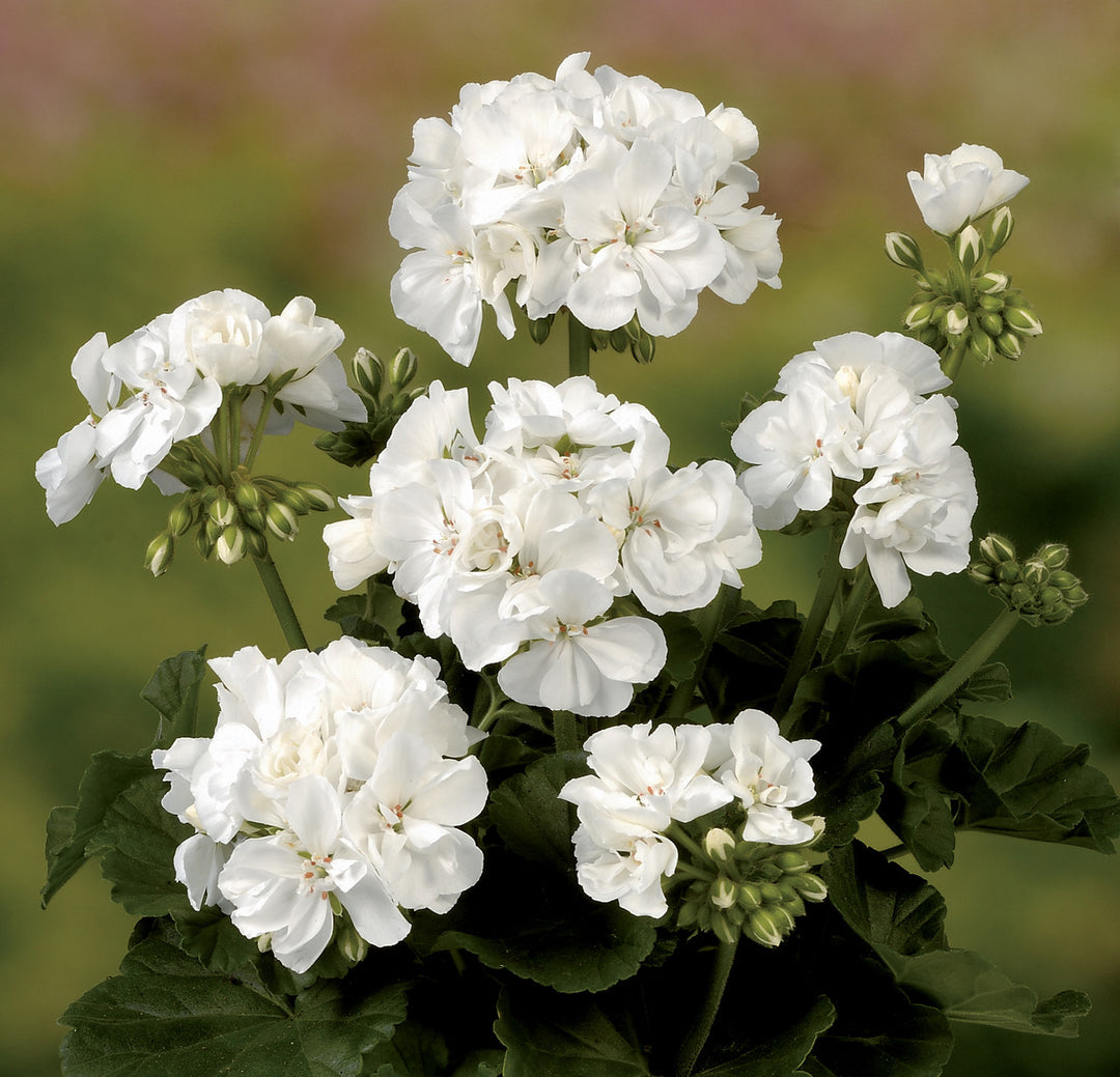 White Pelargonium Flower Seeds – Heirloom & Non-GMO Seeds for Garden Planting