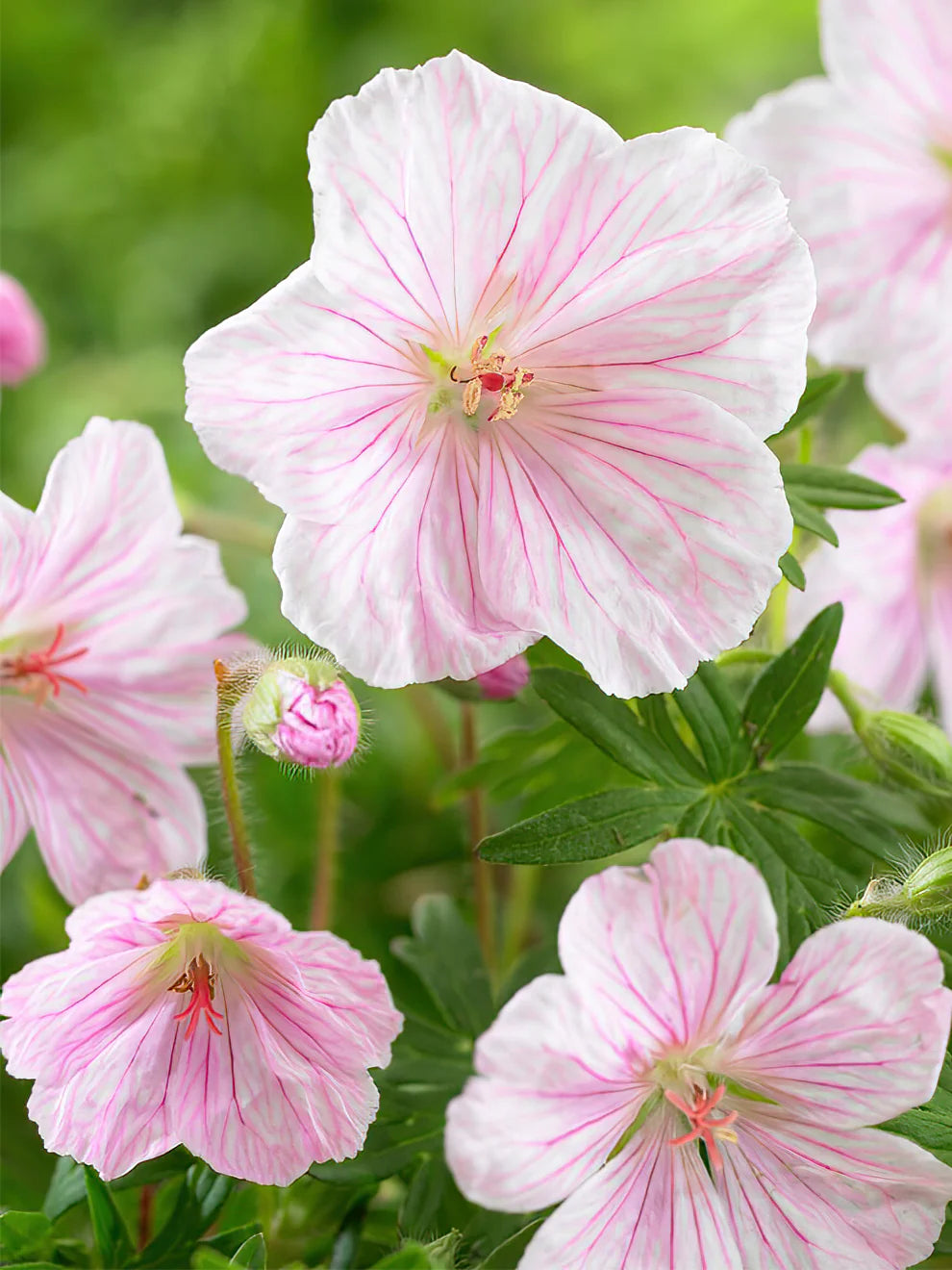 Geranium Sanguineum Var Striatum Heirloom Non-GMO Seeds for Planting – High Germination Organic Garden Seeds