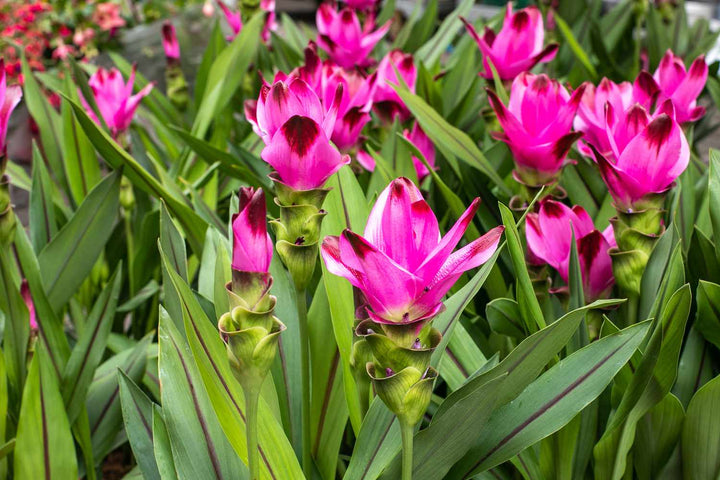 Pink Turmeric Flower Seeds (Curcuma) for Planting – Organic, Heirloom, Non-GMO Tropical Blooms for Garden & Landscaping