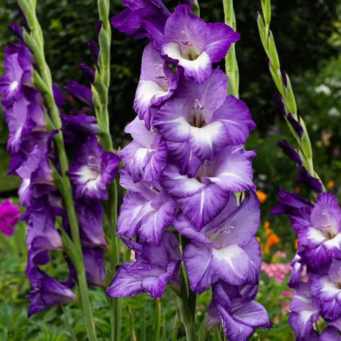 Blue Gladiolus Flower Seeds for Planting – Heirloom, Non-GMO, High Germination Organic Garden Seeds