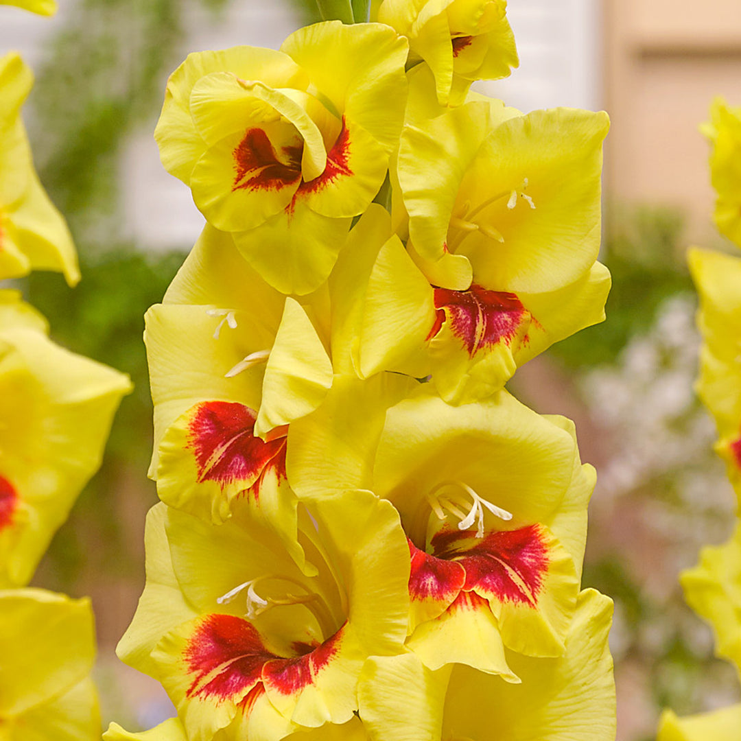 Yellow Red Gladiolus Flower Seeds for Planting – Heirloom, Non-GMO, High Germination Organic Garden Seeds