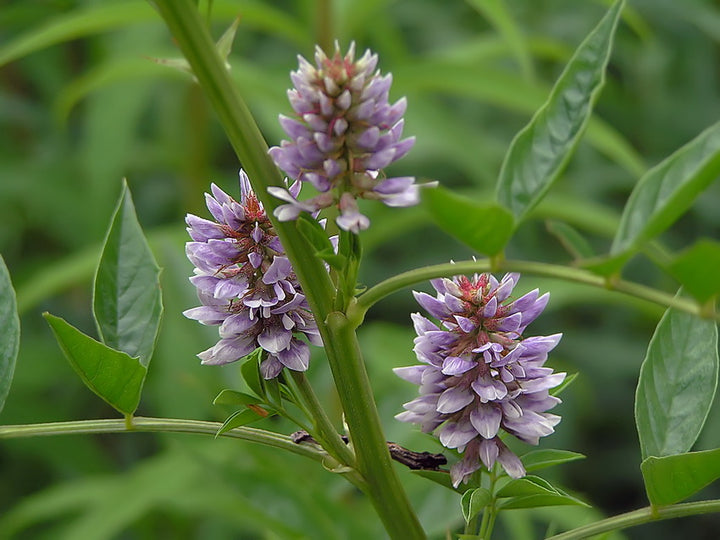 Licorice (Glycyrrhiza glabra) Seeds for Planting – Heirloom, Non-GMO Medicinal Herb for Sweet Root & Wellness Gardens
