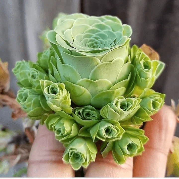 Greenovia Dodrantalis Succulent Plant Seeds for Planting – Heirloom Non-GMO  Organic Garden Seeds with High Germination