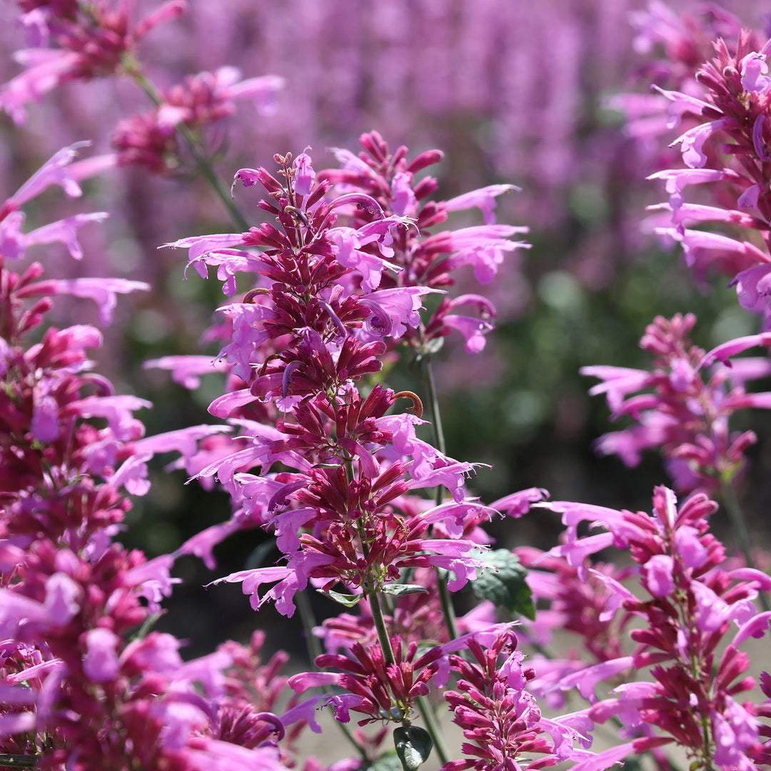 Agastache Cana Flower Seeds for Planting - Heirloom Non-GMO High Germination Organic Garden Seeds