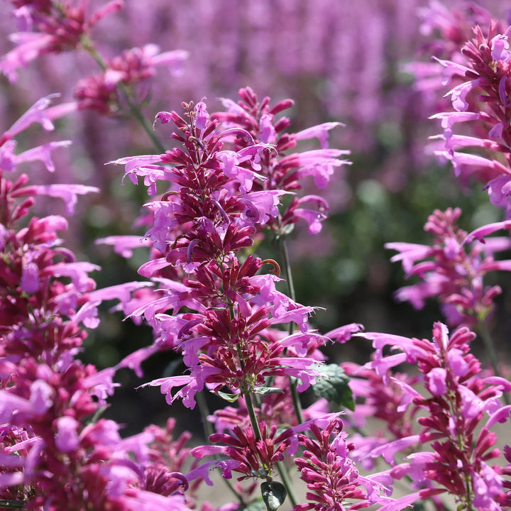 Agastache Cana Flower Seeds for Planting - Heirloom Non-GMO High Germination Organic Garden Seeds