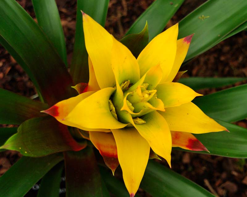 Yellow Bromeliad Tillandsia Bulbosa Plant Seeds for Planting – Heirloom, Non-GMO, High Germination Tropical Air Plant Seeds