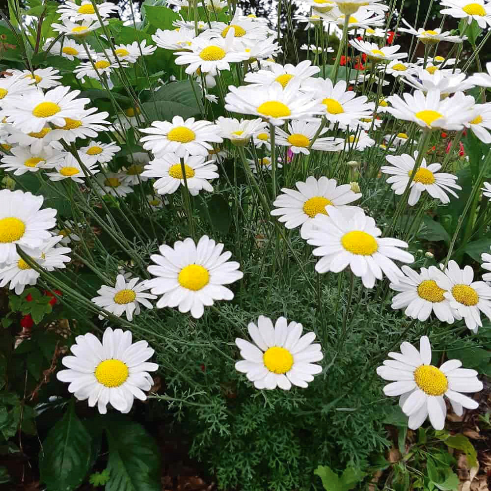 Anacyclus Pyrethrum Flower Seeds for Planting – Hardy Alpine Rock Garden Perennial