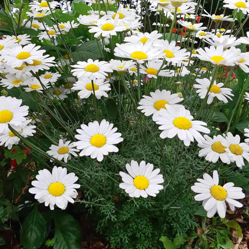 Heirloom Non-GMO Pyrethrum Seeds for Planting – Neeraseeds