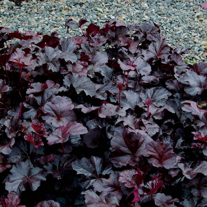 Black Obsidian Plant Seeds – Heirloom, Non-GMO Rare Garden Seeds for Easy Planting