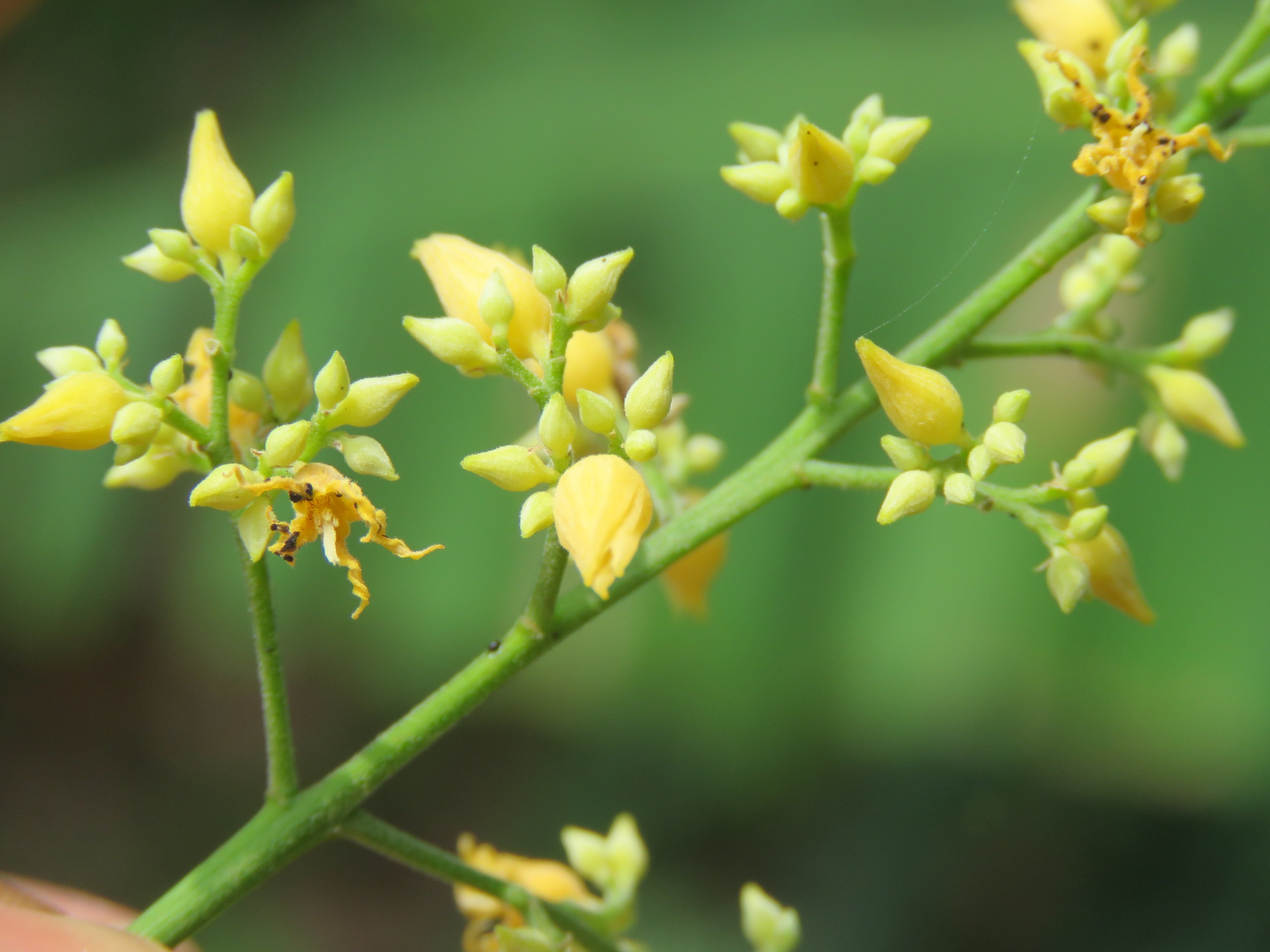 Heirloom Yellow Hevea Brasiliensis Seeds  Non-GMO  Neeraseeds