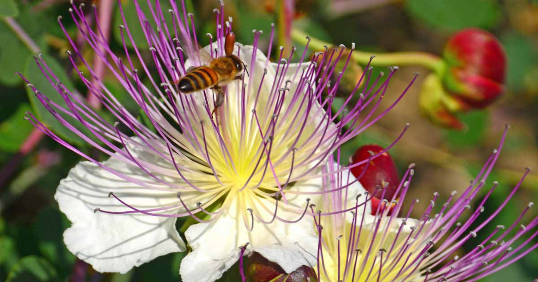 Purple Caper Bush Flower Seeds for Planting – Hardy Perennial Shrub