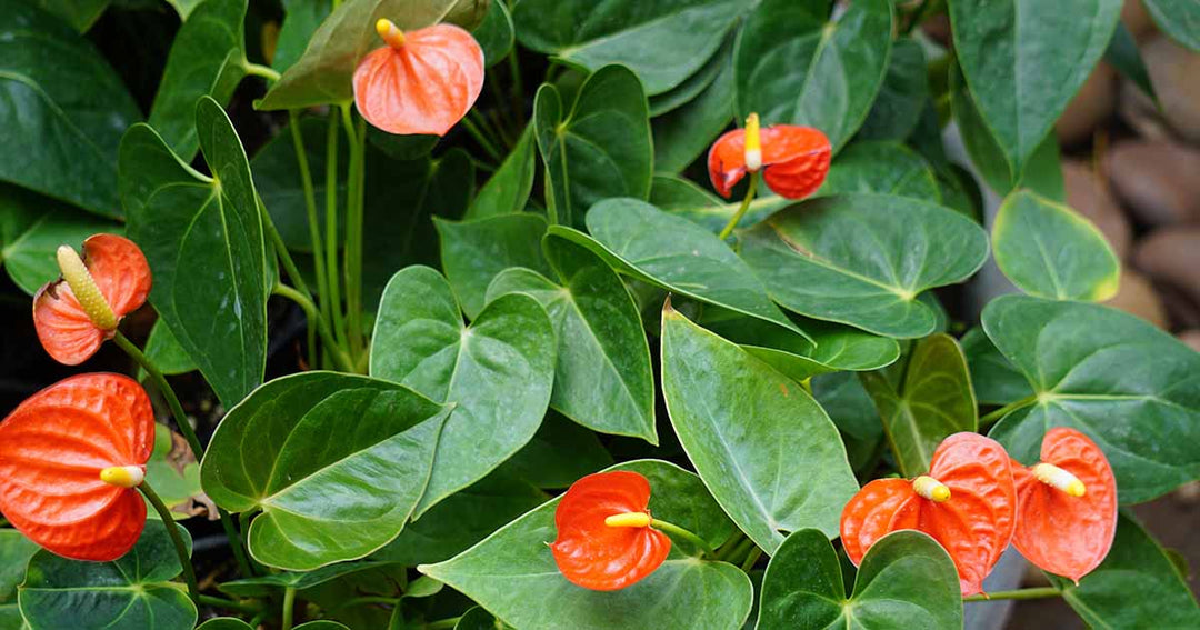 Light Red Anthurium Plant Seeds – Heirloom Non-GMO Seeds for Planting | High Germination Organic Garden Seeds