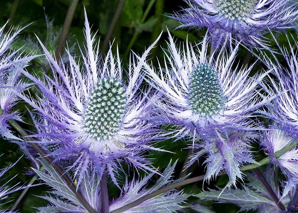 Alpine Blue Sea Holly Flower Seeds for Planting – Heirloom Non-GMO Organic Garden Seeds with High Germination