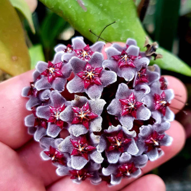 Ash Hoya Flower Seeds for Planting – Heirloom, Non-GMO, High Germination Tropical Garden Seeds
