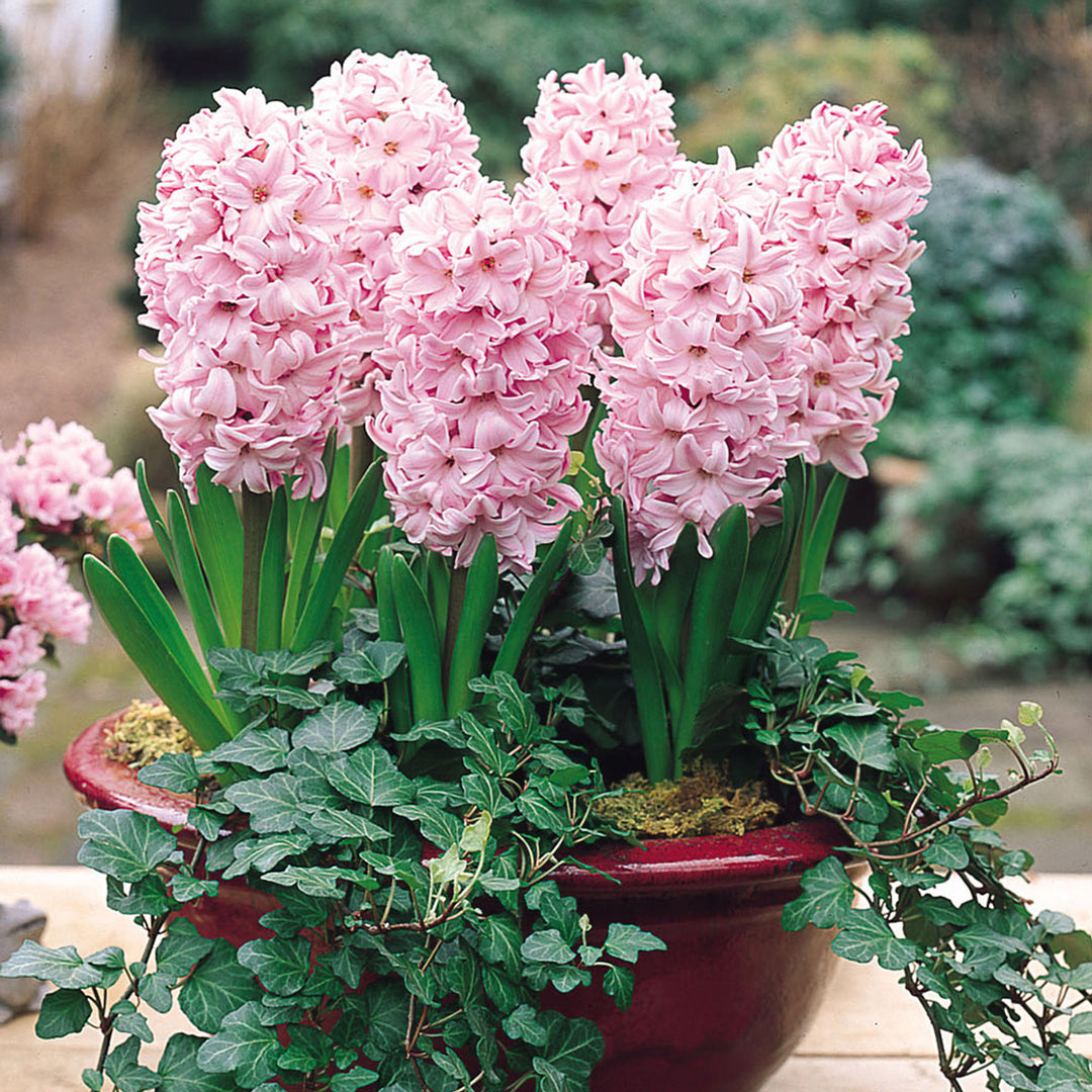Baby Pink Hyacinth Flower Seeds for Planting - Heirloom Non-GMO High Germination Organic Garden Seeds