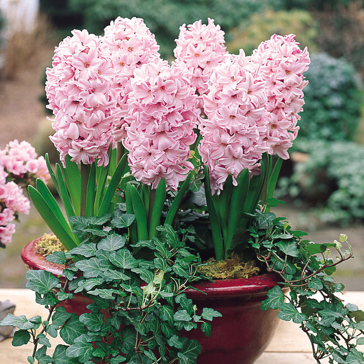 Baby Pink Hyacinth Flower Seeds for Planting - Heirloom Non-GMO High Germination Organic Garden Seeds