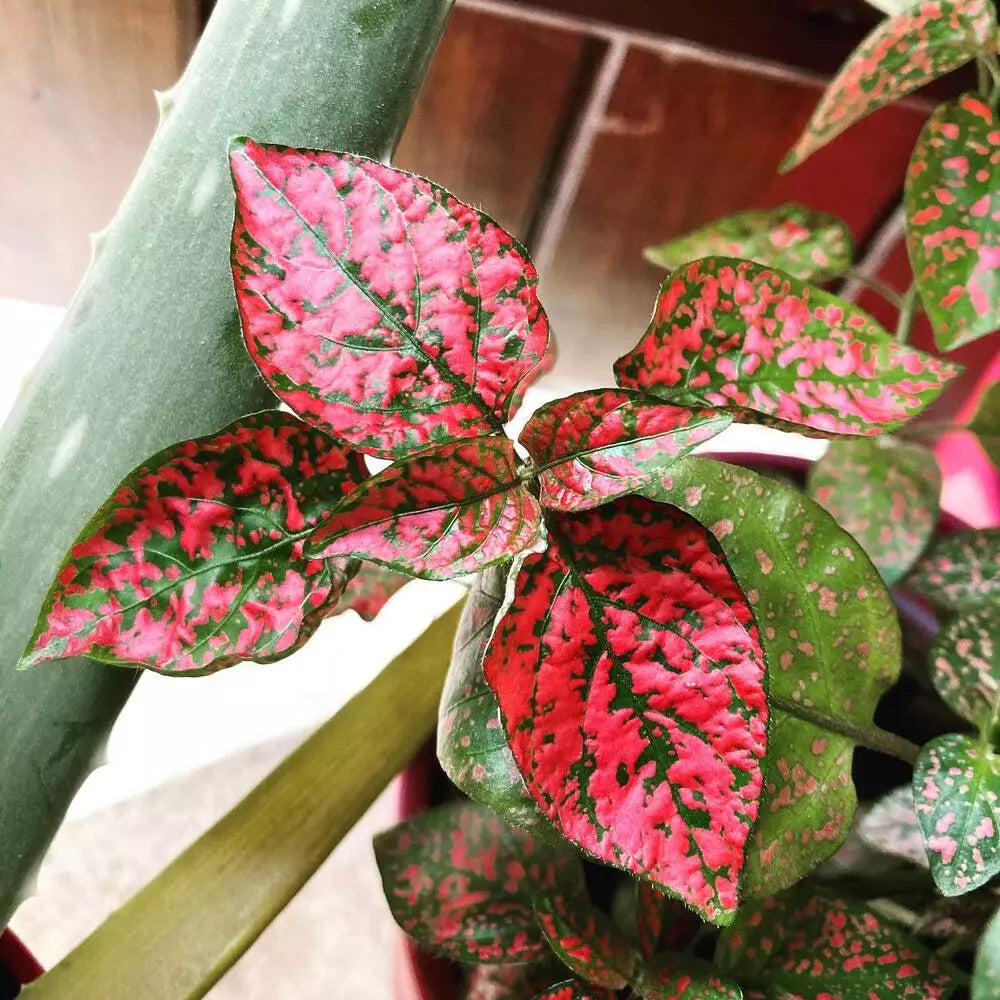 indoor hypoestes plant Heirloom Non-GMO Red Hypoestes Plant Seeds for Colorful Foliage and In –  Neeraseeds