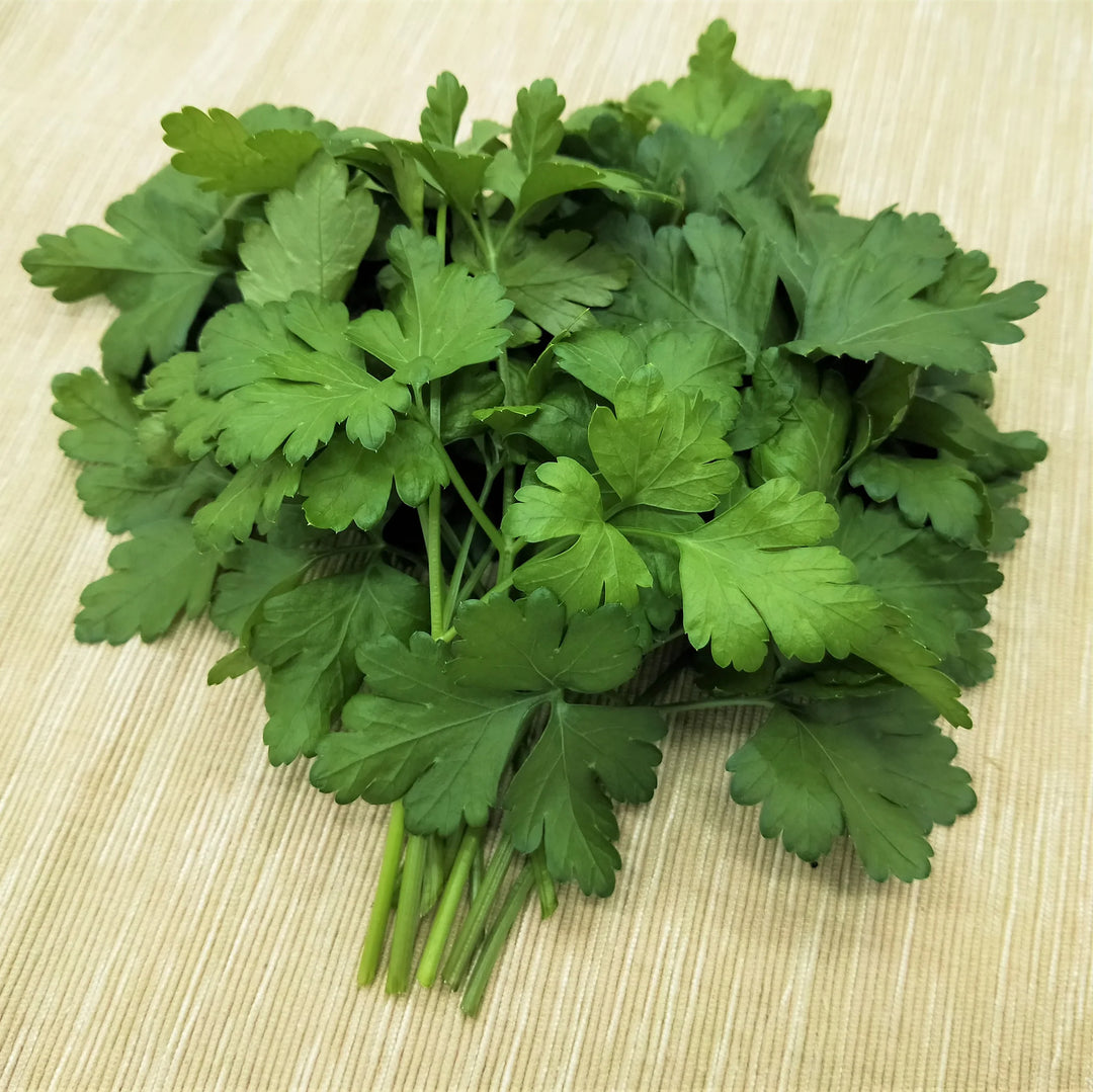 Italian Parsley Herb Seeds for Planting - Non-GMO and Heirloom seeds for home garden