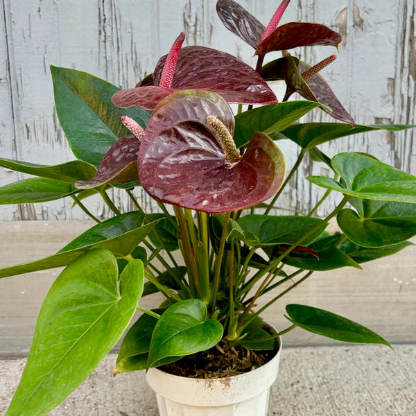 Anthurium Brown Flower Seeds for Planting – Heirloom, Non-GMO, High Germination Organic Garden Seeds