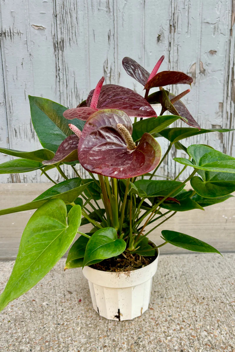Anthurium Brown Flower Seeds for Planting – Heirloom, Non-GMO, High Germination Organic Garden Seeds