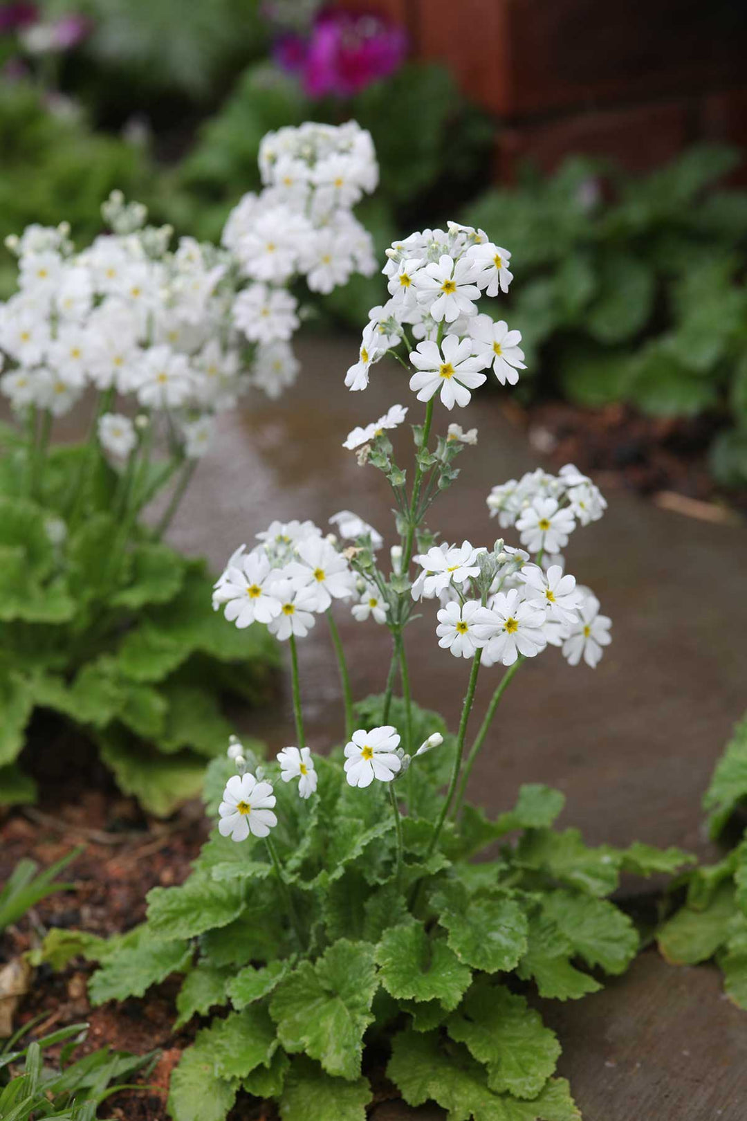 White Primula Malacoides Flower Seeds for Planting – Heirloom, Non-GMO, High Germination Organic Garden Seeds