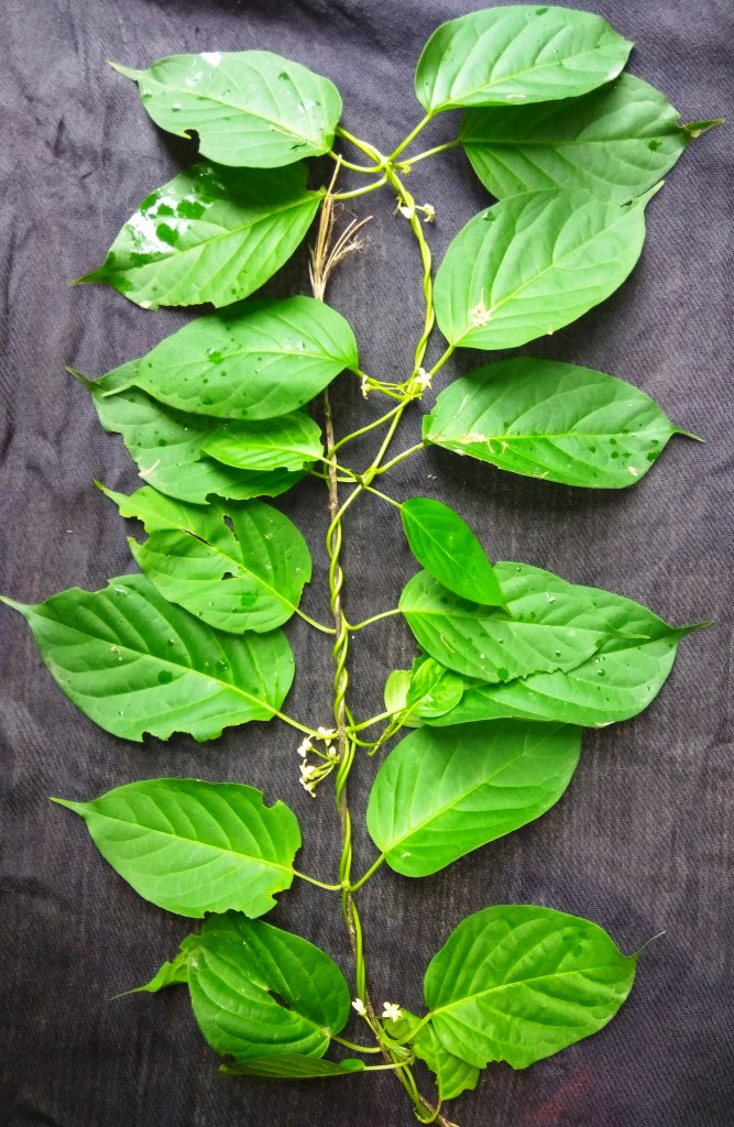 Heirloom Gymnema Inodorum Plant Seeds, Non-GMO Medicinal Herb Seeds for  Garden Planting