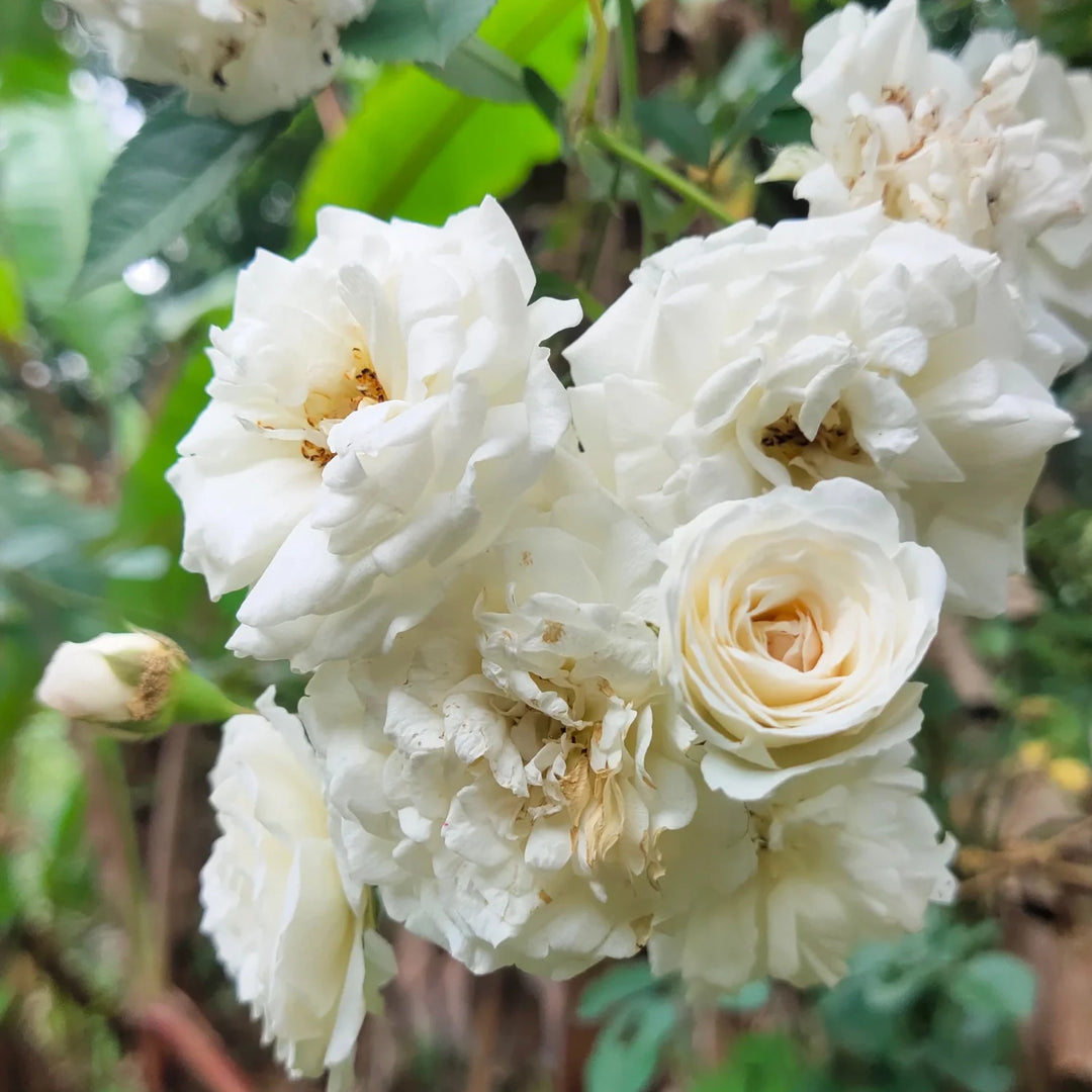 White Climbing Rose Plant Seeds for Garden Heirloom Non-GMO Seeds for Planting and Growing