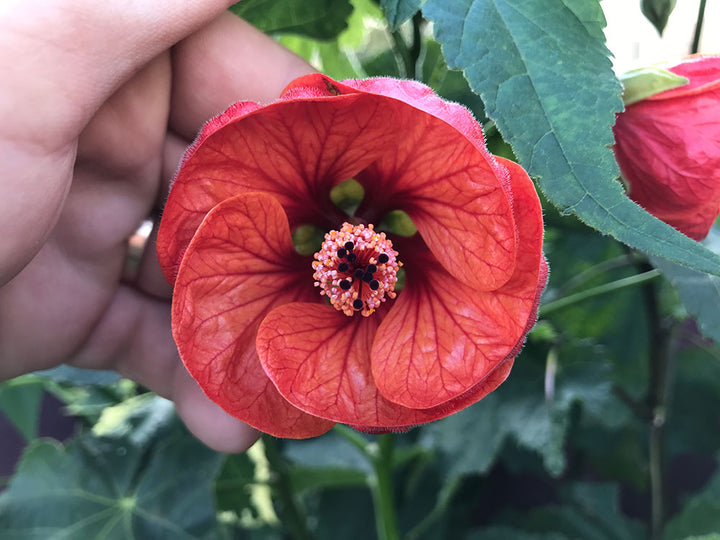 Yellow Red Abutilon Flower Seeds for Planting – Heirloom Non-GMO High Germination Organic Garden Seeds