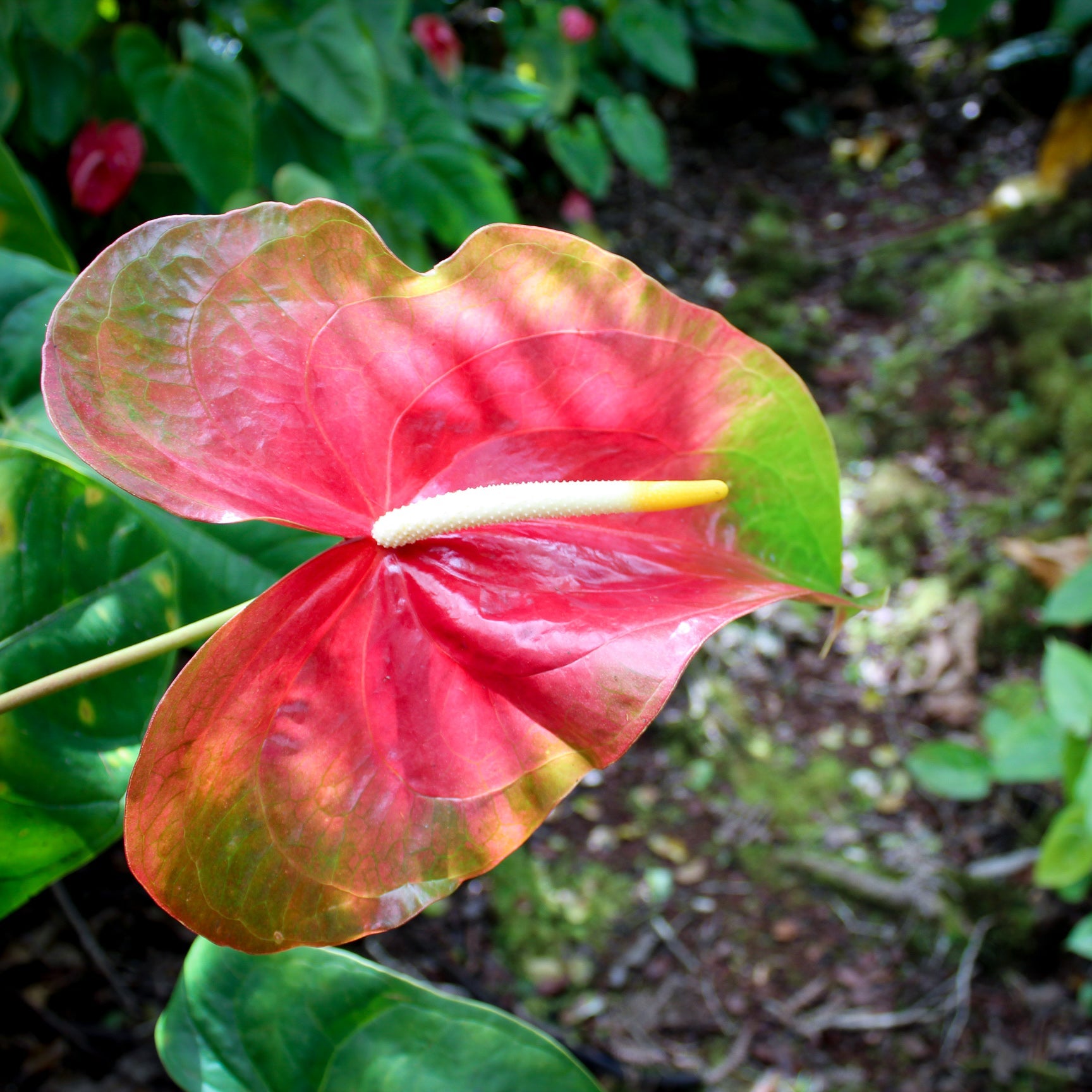 red anthurium seeds Green Red Anthurium Flower Seeds for Planting -Heirloom and Non-GMO ga –  Neeraseeds