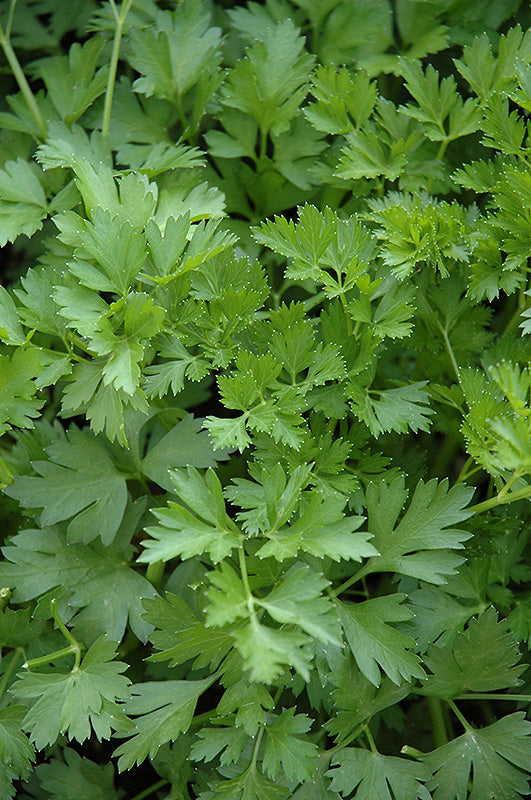 Italian Parsley Herb Seeds for Planting - Non-GMO and Heirloom seeds for home garden