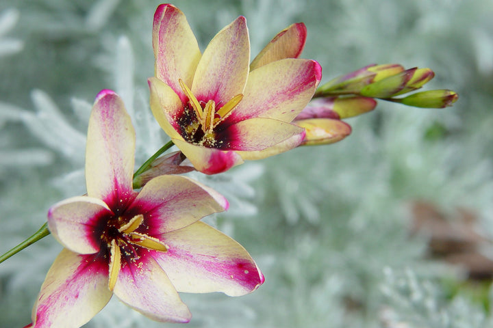 \Heirloom Ixia Flower Seeds for Planting - Non-GMO Colorful Bloom High Germination Organic Garden Seeds