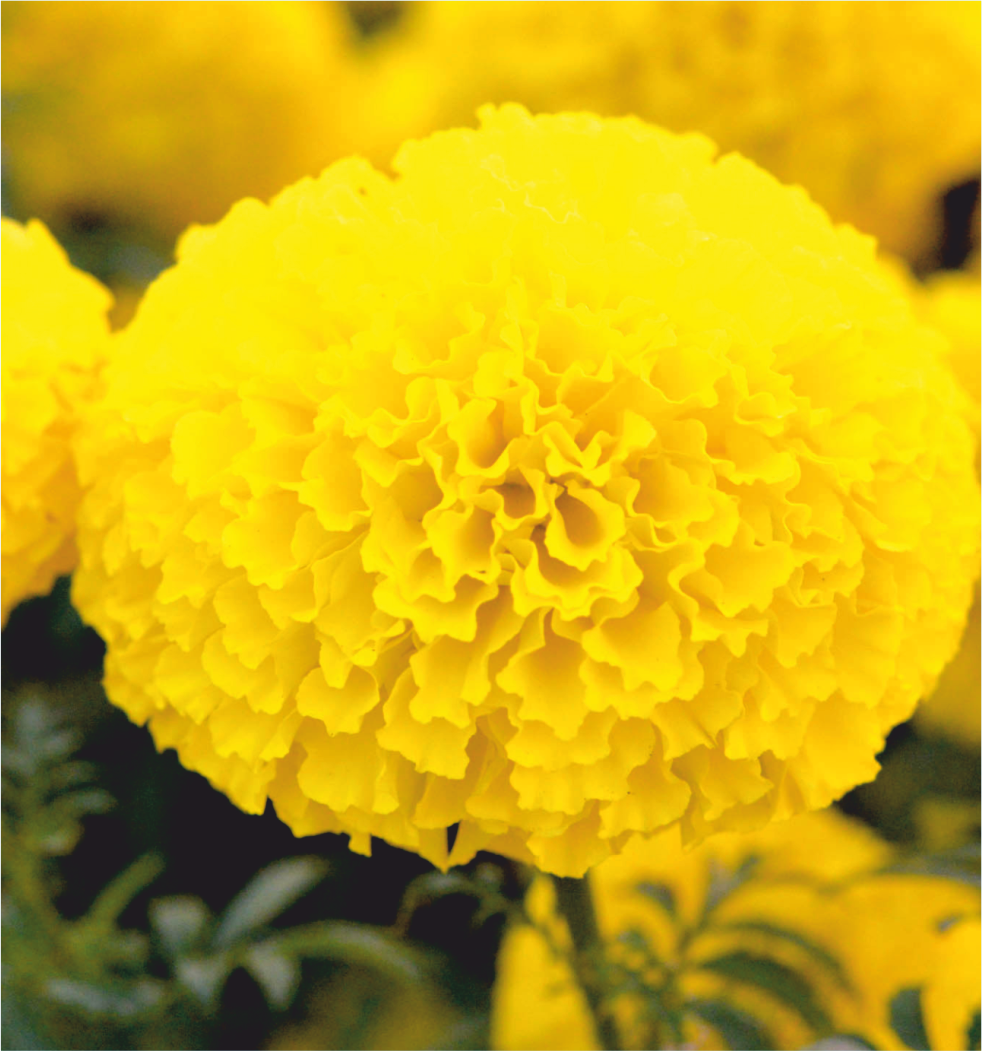 Heirloom Non-GMO Marigold Flower Seeds for Planting – Bright and Hardy Garden Blooms