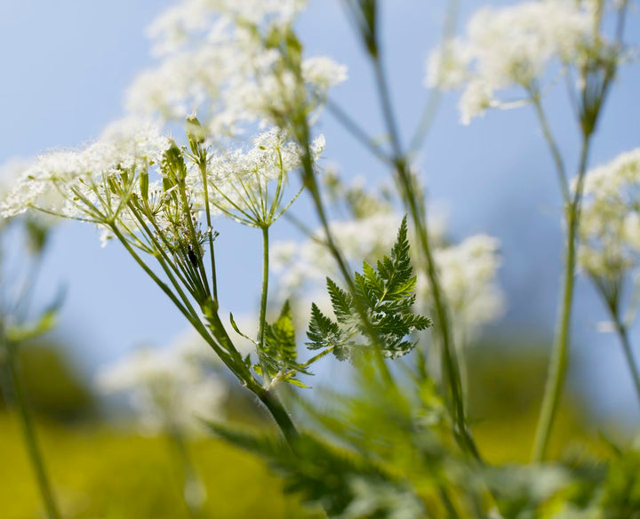 Cicely Flower Seeds for Planting – Heirloom, Non-GMO, High Germination Organic Garden Seeds
