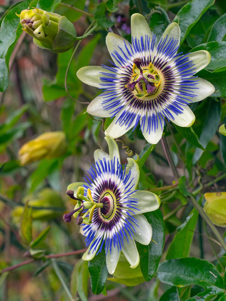 Yellow Violet Passion Flower Seeds for Planting – Heirloom, Non-GMO, High Germination Exotic Climbing Vine Seeds