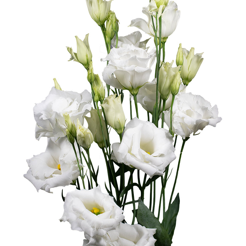 White Lisianthus Echo Flower Seeds for Planting – Heirloom, Non-GMO Seeds for Garden Blooms & Cut Flowers