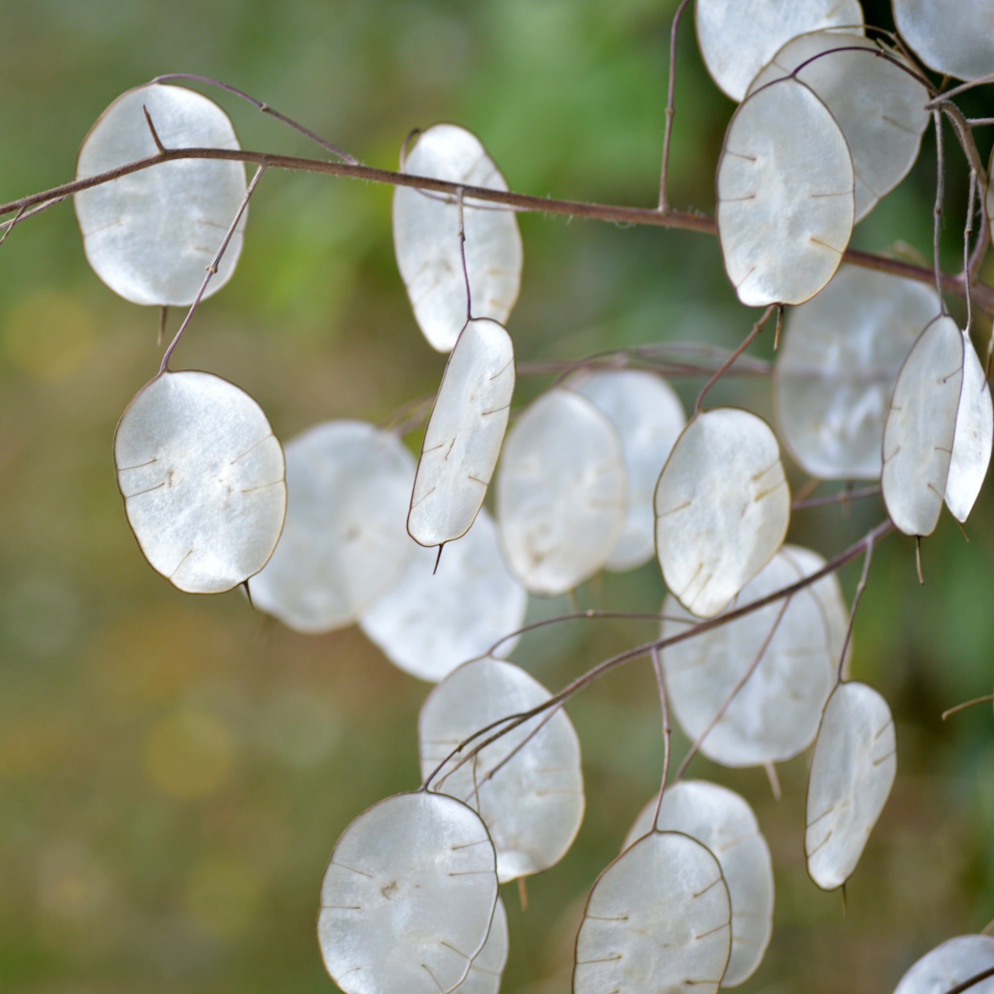 Heirloom Lunaria Plant Seeds, Non-GMO Decorative Silver Dollar Blooms –  Neeraseeds