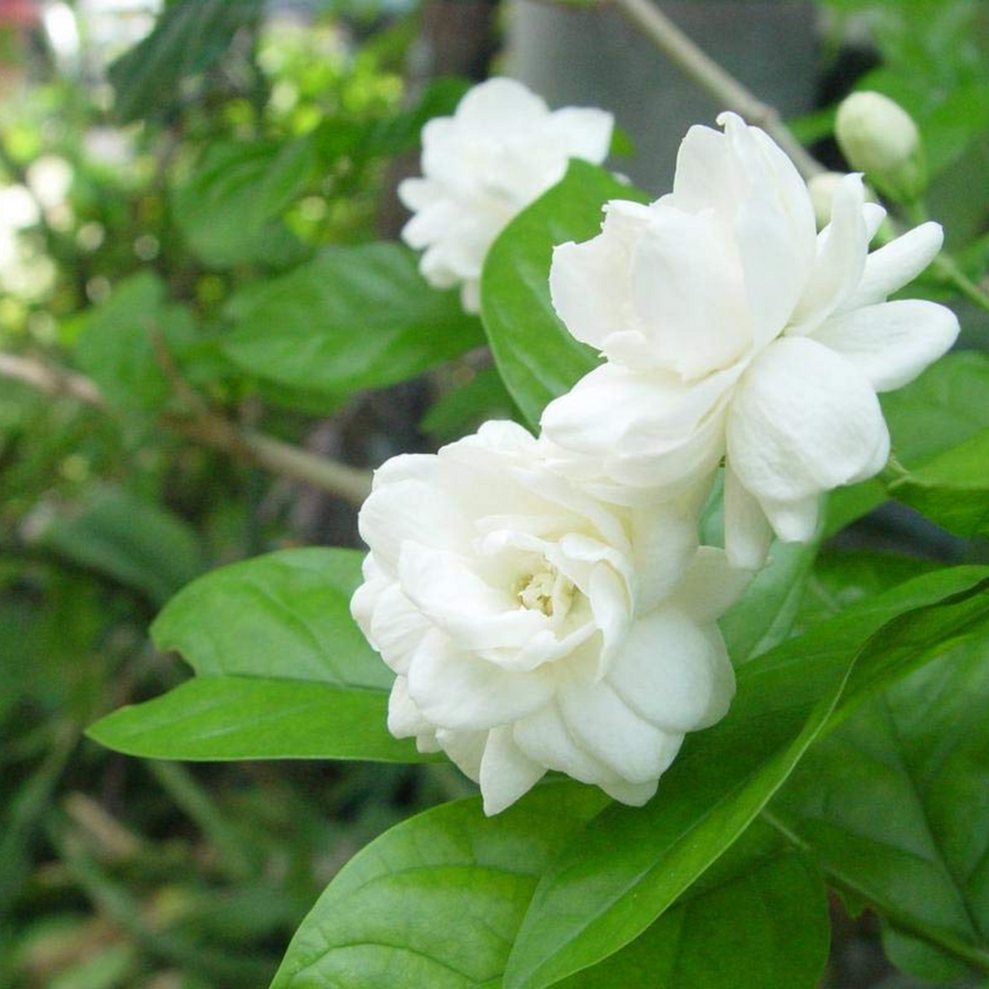 jasmine flower seeds Organic Jasminum Flower Seeds for Planting – Heirloom, Non-GMO, Fragrant Blooms