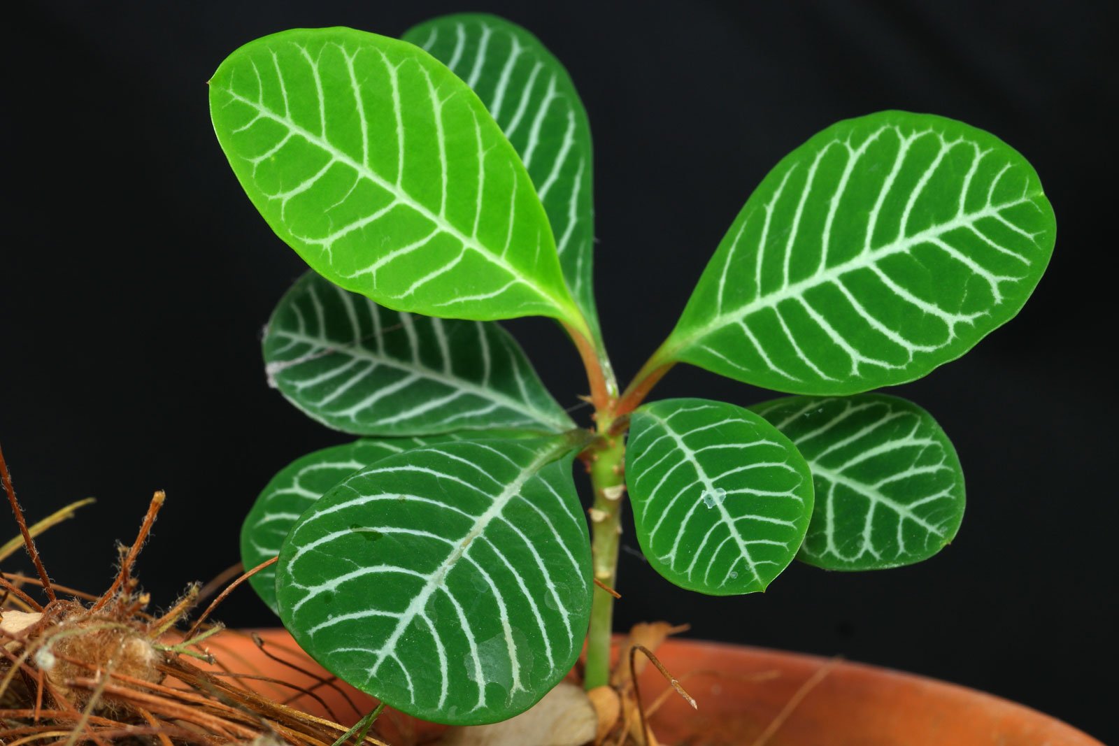 Euphorbia Leuconeura Plant Seeds – Heirloom Non-GMO Madagascar Jewel Seeds  for Indoor or Garden Planting