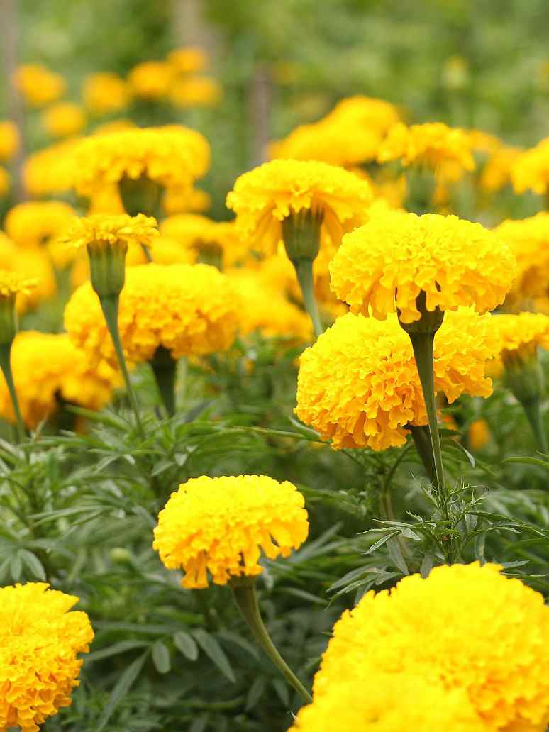 Yellow Marigold Heirloom Non-GMO Seeds for Planting – High Germination Organic Garden Seeds for Beds, Borders & Containers
