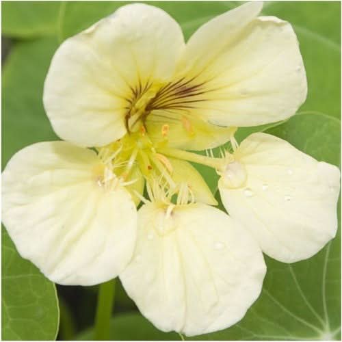 White Tropaeolum Majus Flower Seeds for Planting – Heirloom, Non-GMO, High Germination Organic Garden Seeds