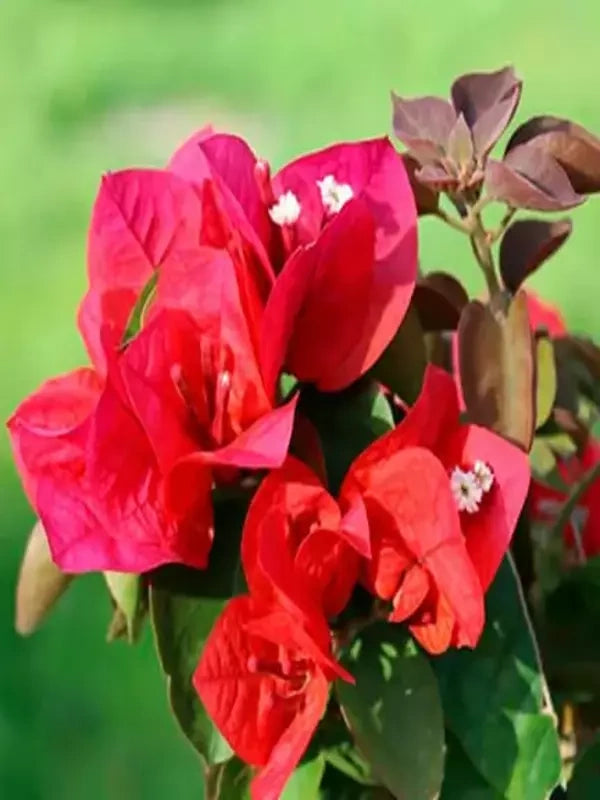 Mrs. Butt Bougainvillea Flower Seeds  Heirloom Non-GMO High Germination  Seeds for Planting Vibrant Garden Blooms
