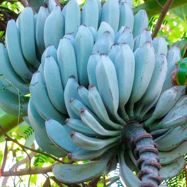 Blue Java Banana (Ice Cream Banana) Fruit Seeds for Planting – Heirloom Non-GMO Organic Garden Seeds