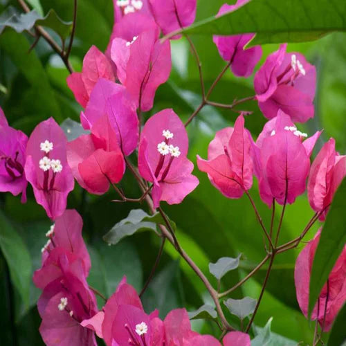 Buganvilla Flower Seeds for Planting - Heirloom Non-GMO High Germination Organic Garden Seeds